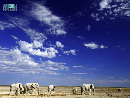 Elephant team - elephant, cloud, animal, family, group