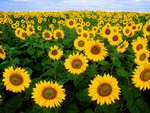 Sunflower field