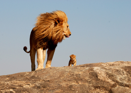 Lion - nature, lion, animal, king, africa