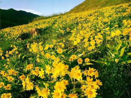 Wild flower - flowerr, petal, yellow, mountain, field