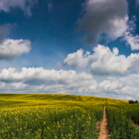 Field of China Rape