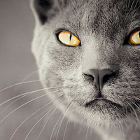 Amazing cat eye