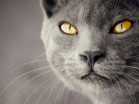 Amazing cat eye - eye, animal, kitten, cat