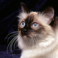 Fluffy blue eye cat