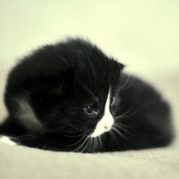 Sweet cat