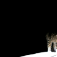 Cat on black background