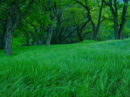 Nature intense greengrass - grass, nature, green, strong