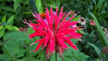 Bee Balm - bee, red, summer, bee balm, flower