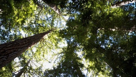 Muir Woods - giant, forest, red, red woods, green, big, tree, old