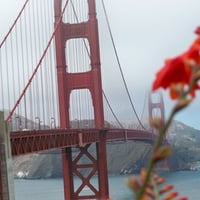 Fire King Crocosima and Golden Gate