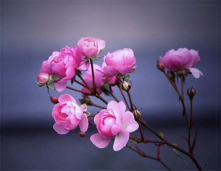 Simple beauty - pink, branch, cluster, sweetheart roses, simple beauty