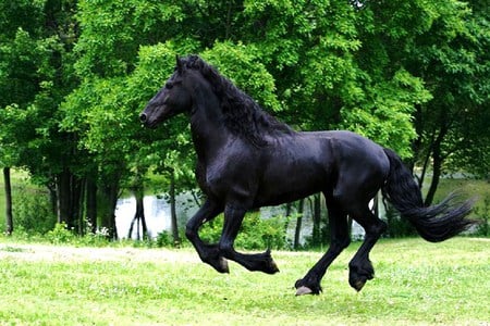 Run as the wind - free, gallop, trees, beautiful, black stallion, pasture