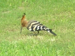 Hoopoe or Woodpecker