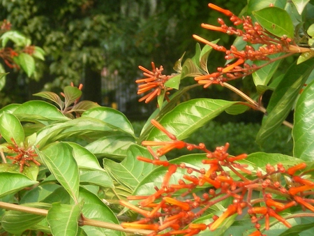 Red flowers - flowers, red, nature