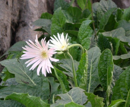 daisies - nature, flowers, daisies