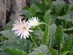 daisies