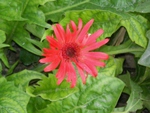 Red daisy