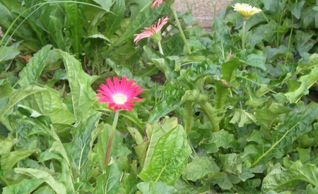 Daisies - nature, flowers, pretty, daisies