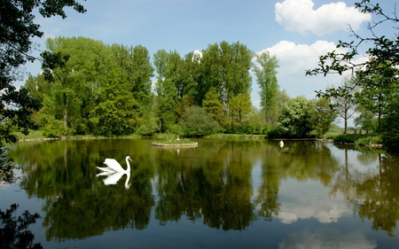 Lovely Swan - clouds, trees, birds, swan, beautiful, beauty, grass, lovely, reflection, swans, white, nature, green, lake, peaceful, sky