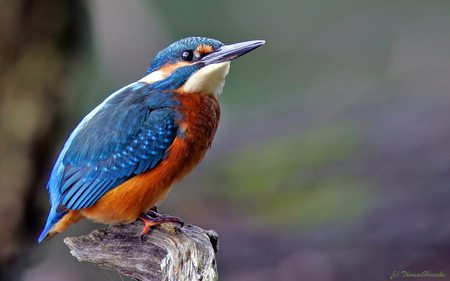 Looking at you - bird, looking, blue, red