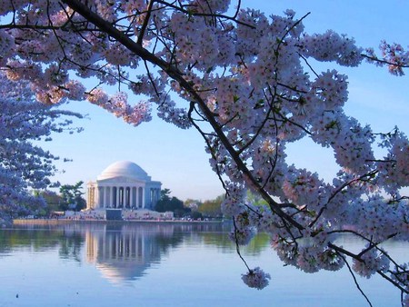 Jefferson Memorial - building, white dome, river, monument, cherry blossoms, washington