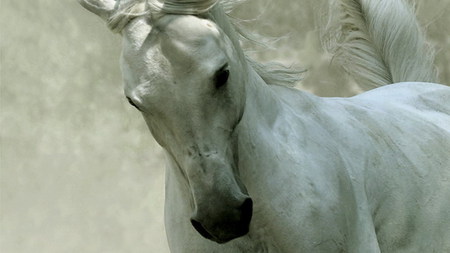 White horse - white horse, white, horse, bright