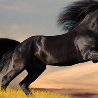 The Black Stallion