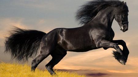 The Black Stallion - pretty, black, stallion, horse