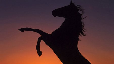 Sillhouette of horse - orse, black, sillhouette, sun