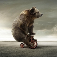 Bear Cyclist