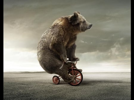 Bear Cyclist - bear, bike, grizzly, tricycle