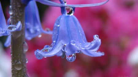 Flowers - nature, flowers, blue, pink