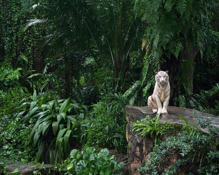 In the Jungle - trees, green, white tiger, jungle, forest