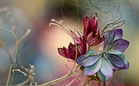 kg - nature, flowers, violet, red