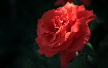 Red rose - roses, flowers, nature, red