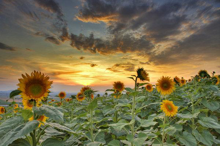 Sunflowers - nature, sky, sunflowers, flowers