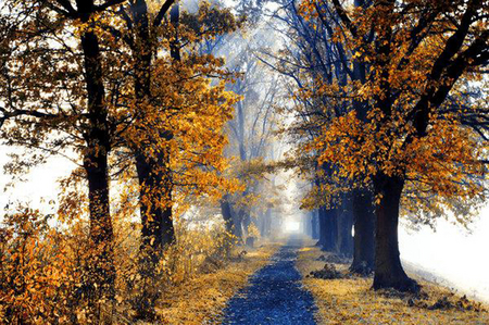 The walk - nature, forests, trees, walk