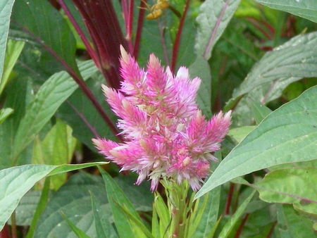 flower - nature, flowers, beautiful