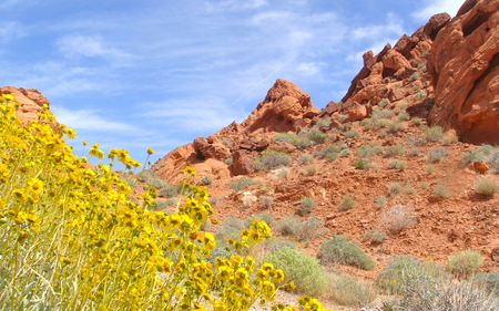 Desert in Bloom - sky, bloom, dirt, weeds, yellow, blue, orange, flowers, rock, desert, sand