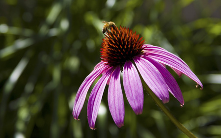 Bee Free - bee, flower, petals, pink, bumblebee