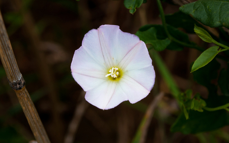 Blooming - white, blooming, flower, bloom, leaves, green