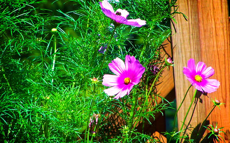 Canadian Cosmos - pink, petals, green, leaves, flowers, grass