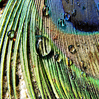 Peacock Feather Macro