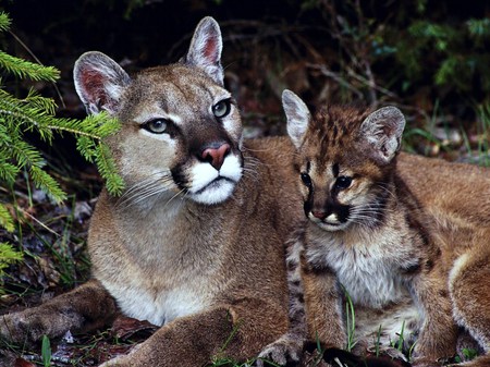 Cougar love - mother, black and white, love, lovely faces, tan, cub, protection, resting in forest, cougar