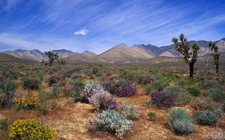 the deserts - nature, sky, trees, hills, desert