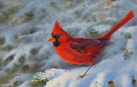 Winter Cardinal - male, red, snow, pine, beautiful, cardinal, winter