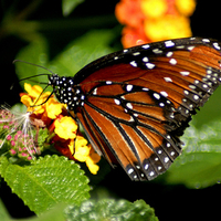 Beautiful butterfly