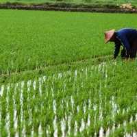 Planting Rice