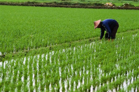 Planting Rice - china, rice paddy, rice, asian, chinese