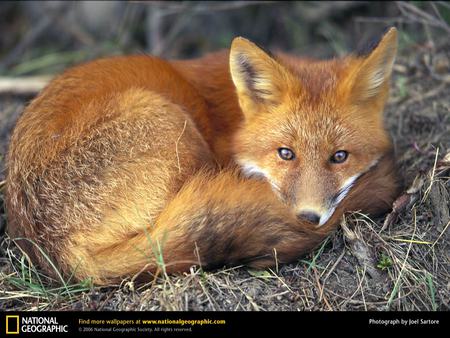 Resting - grass, resting, red, fox